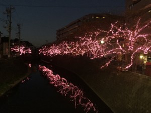 昨夜行われたテスト点灯時の写真です。