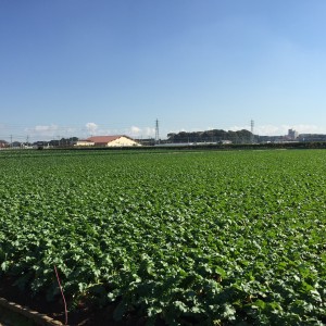 ここ北海道ではありません！都市農業現地検討会で見た横須賀市長井の大根畑です。